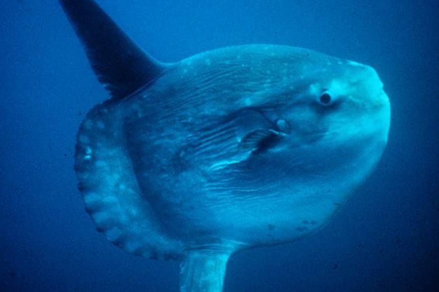 potret ikan mola-mola