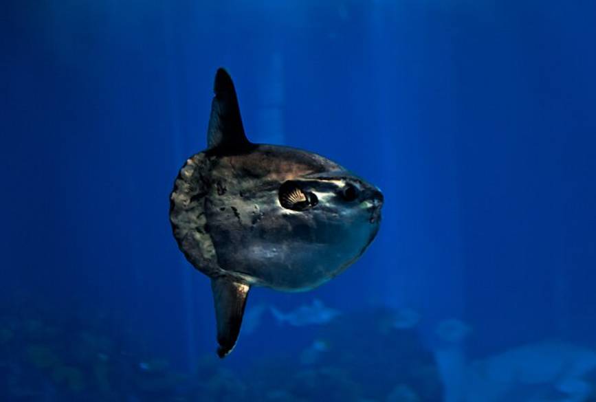 potret ikan mola-mola