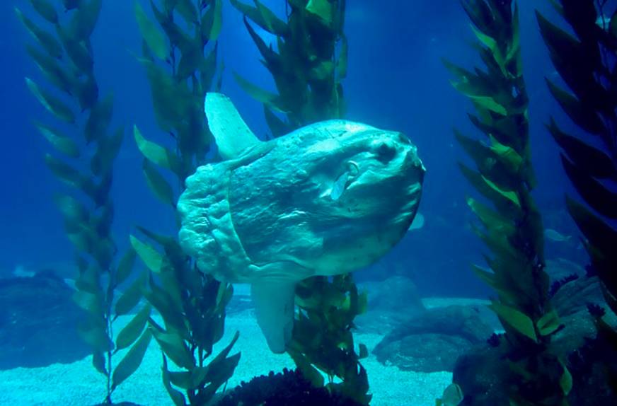 potret ikan mola-mola