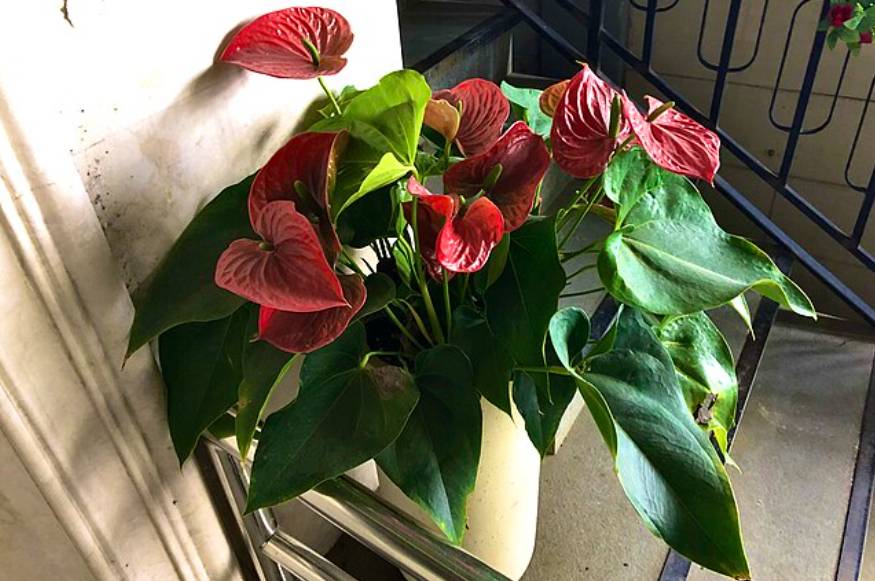 potret anthurium merah