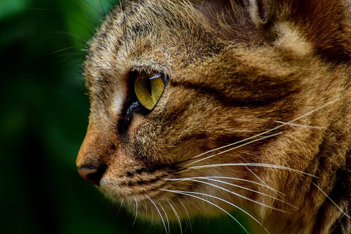kucing (commons.wikimedia.org/Shagil Kannur)