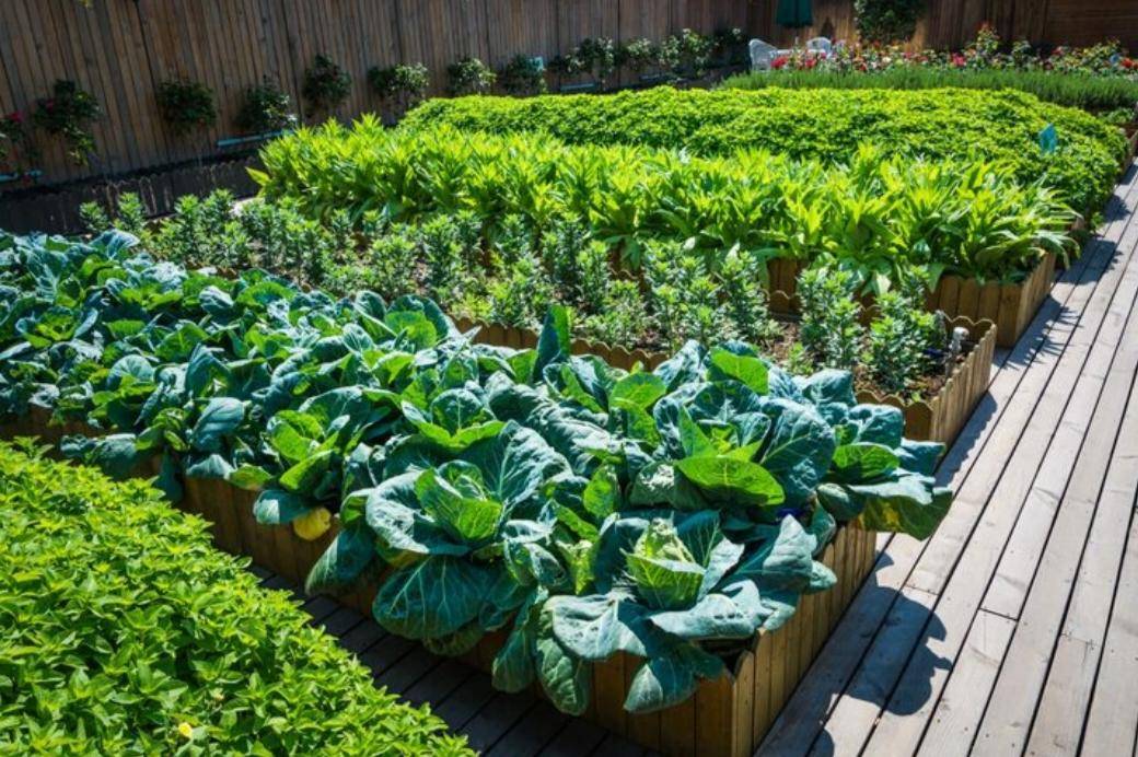 ilustrasi kebun sayur