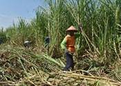 Aktivitas panen raya tebu di Kabupaten Madiun. IDN Times/Istimewa.