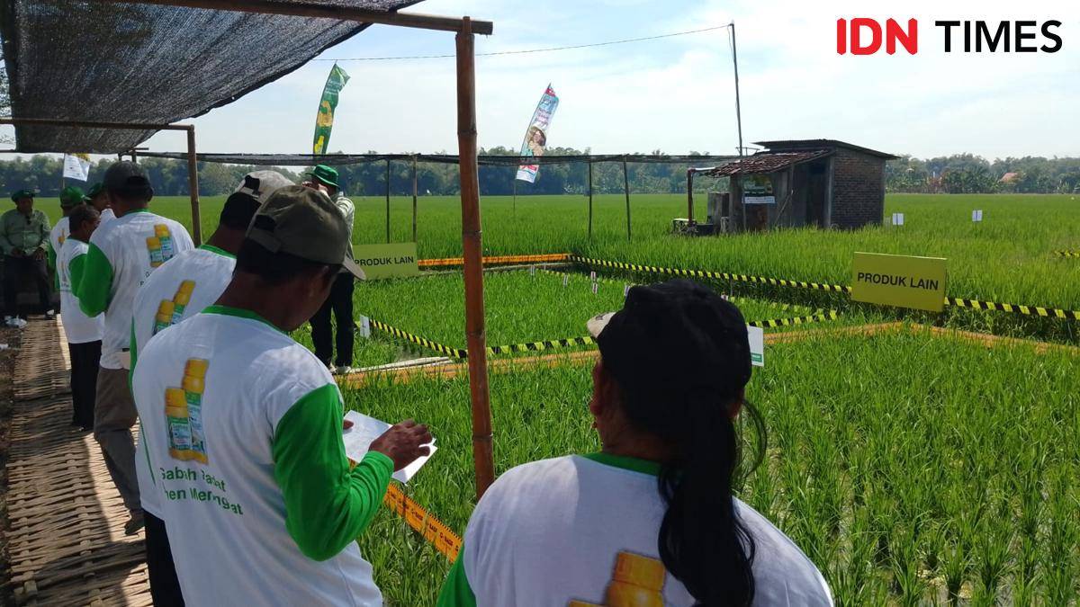 Tanaman padi petani di Madiun bersih dari gulma. IDN Times/Riyanto.