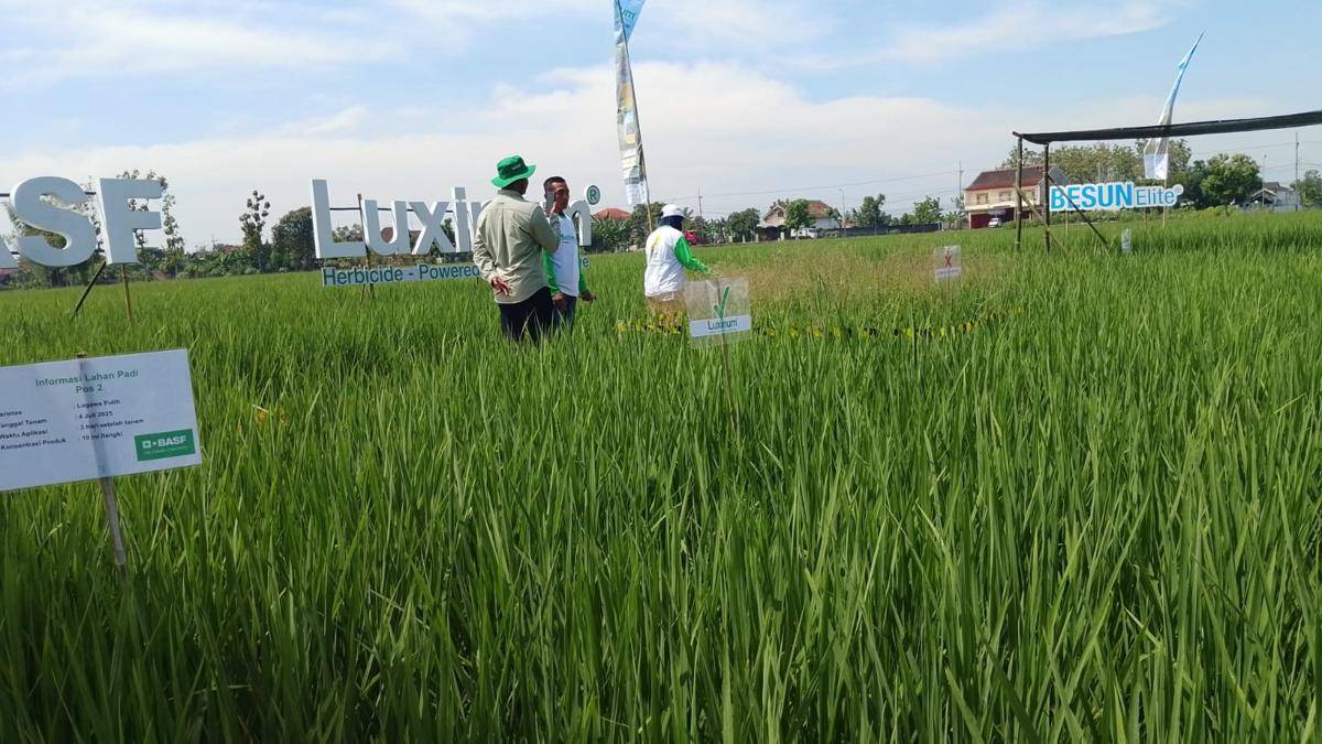 Tanaman padi petani di Madiun bersih dari gulma. IDN Times/Riyanto.