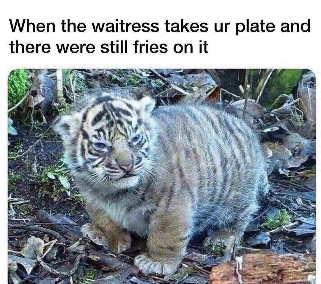 meme kocak kentang goreng