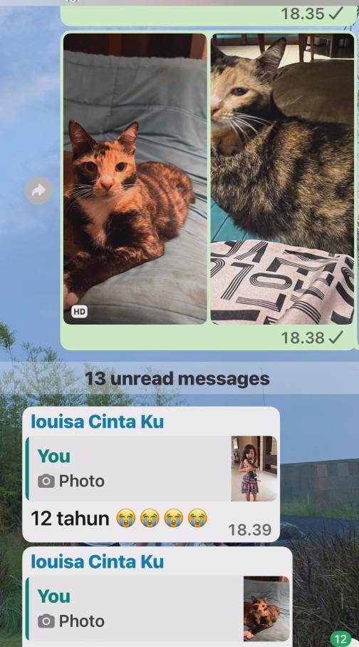 Kenangan Meisya Siregar dengan Kucingnya (Instagram.com/meisya_siregar)
