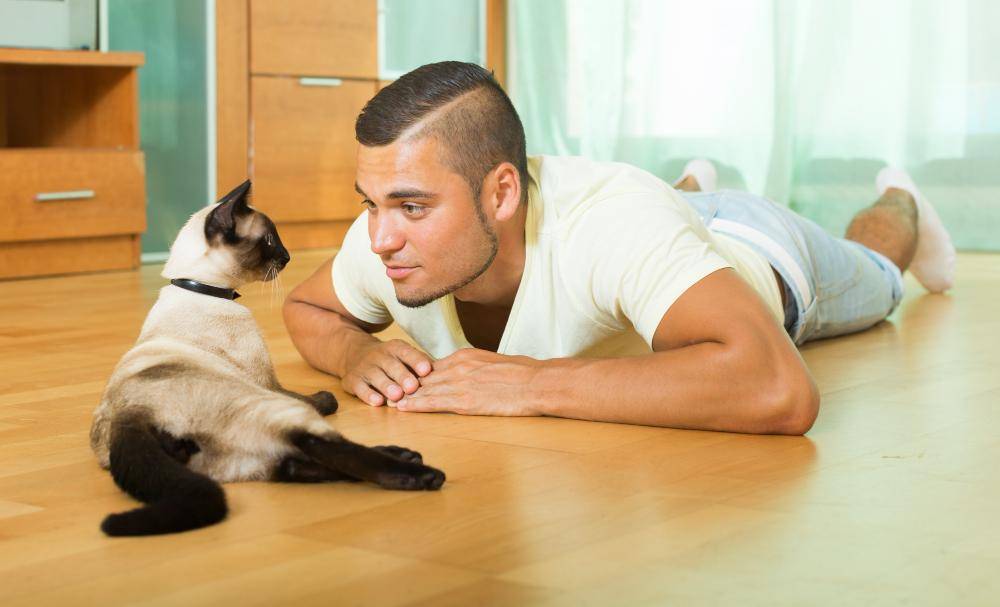 ilustrasi pria bermain dengan kucing