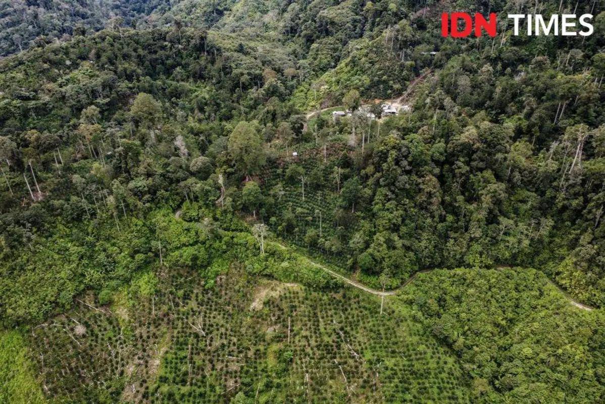 Kebun kopi masyarakat berdampingan dengan hutan di Kecamatan Ulu Pungkut Kabupaten Mandailingnatal Sumatra Utara. Masyarakat banyak memanfaatkan kebun yang sudah lama tidak digarap untuk menanam kopi. (Mirza Baihaqie for IDN Times)