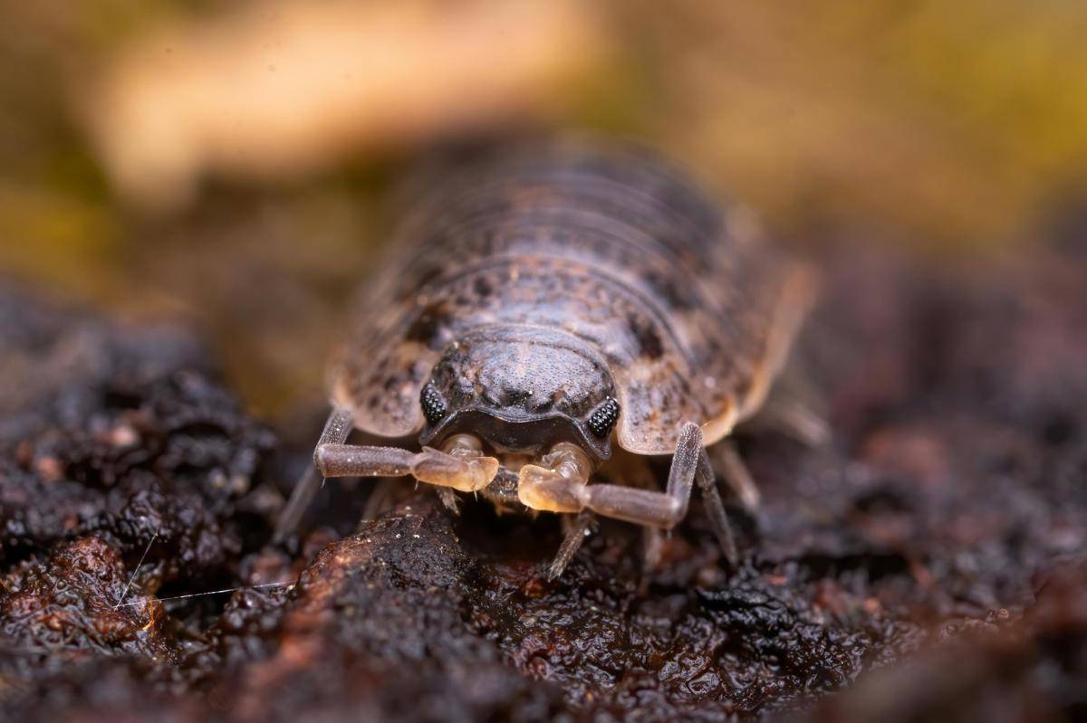 ilustrasi giant isopod