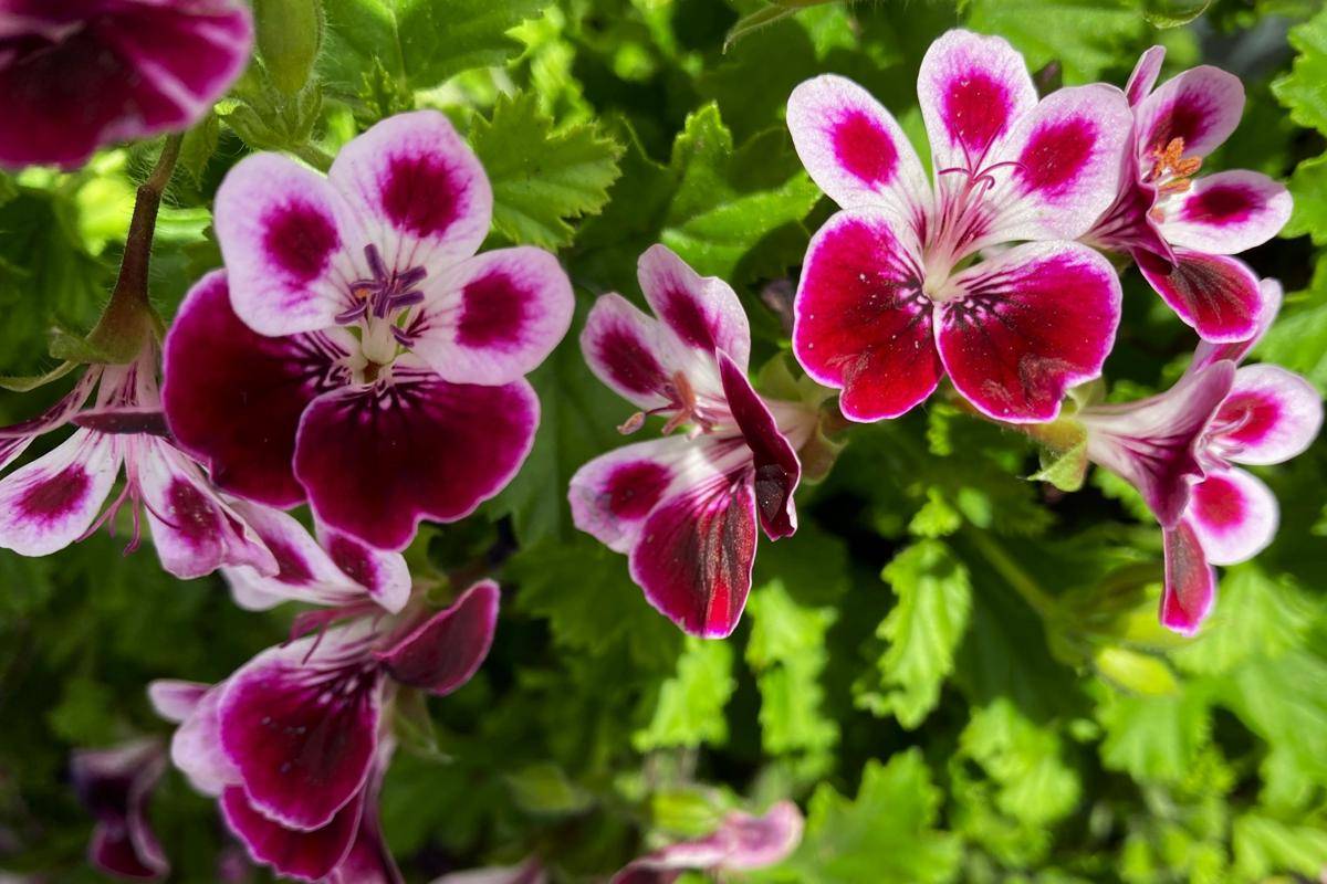ilustrasi tanaman geranium (unsplash.com/Ronin)