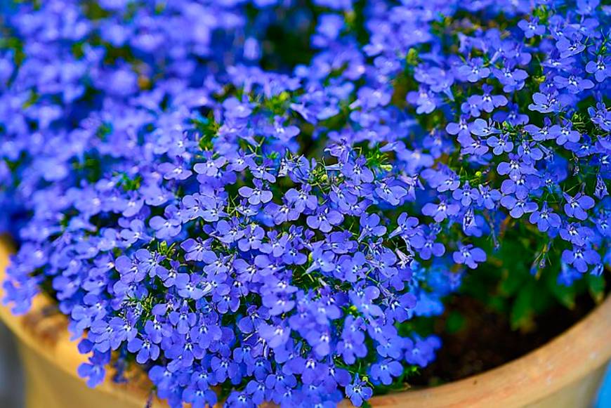 potret lobelia mini