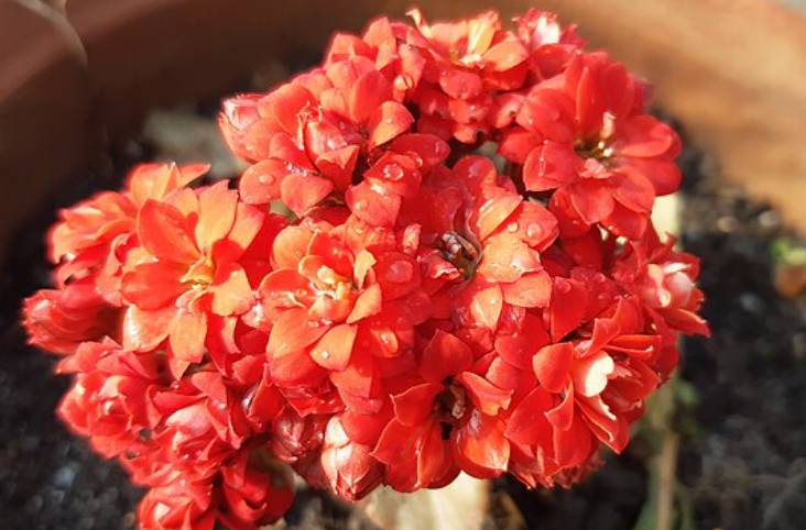 potret kalanchoe mini