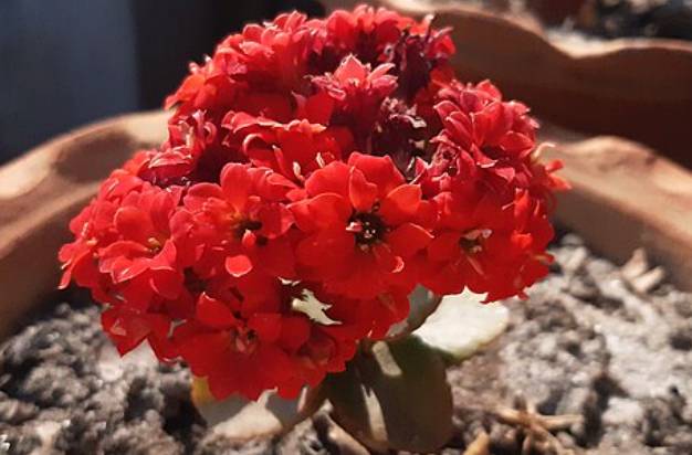 potret kalanchoe mini 