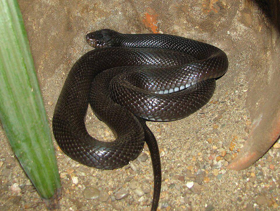 Ular kobra gurun tinggal di kawasan gurun dengan vegetasi kering dan bebatuan. (commons.wikimedia.org/Ltshears)