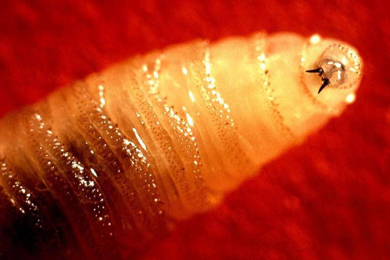 Larva screwworm. (commons.wikimedia.org/John Kucharski)