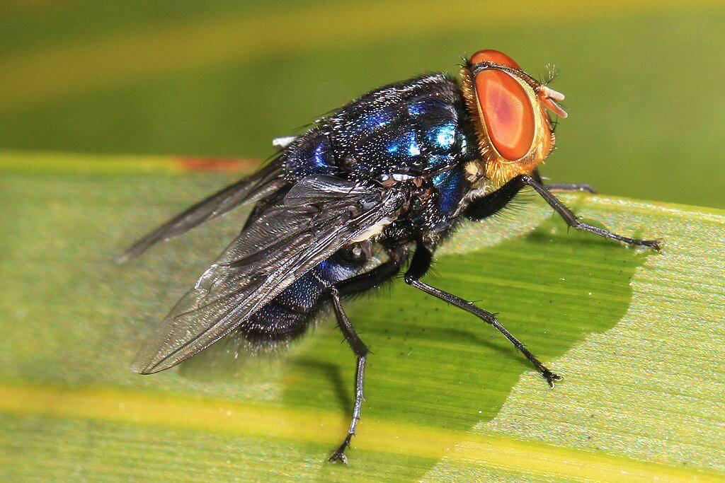 Cochliomyia hominivorax. (commons.wikimedia.org/Judy Gallagher)