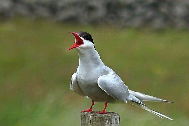 Burung An arctic (commons.wikimedia/W. Bulach)
