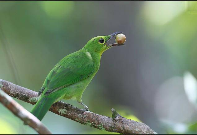 Burung cica daun besar