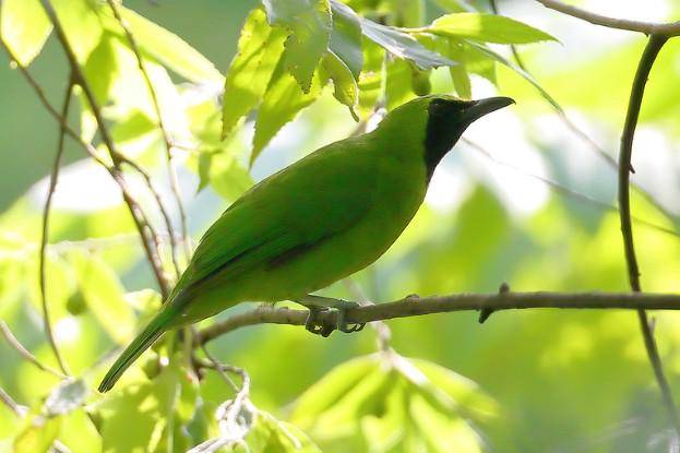 Burung cica daun besar