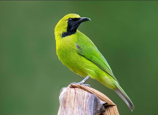 Burung cica daun besar