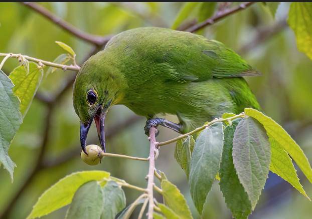 Burung cica daun besar