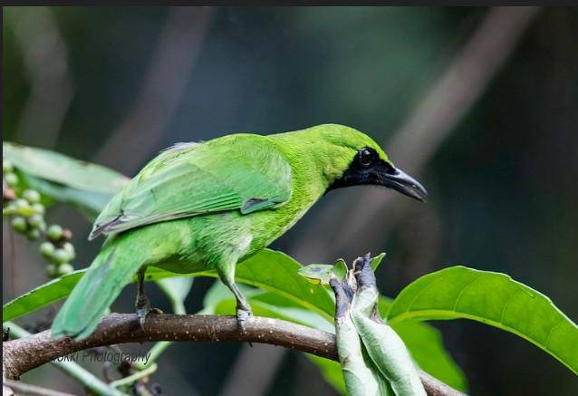 Burung cica daun besar