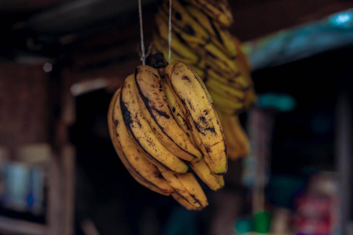 ilustrasi pisang kematangan