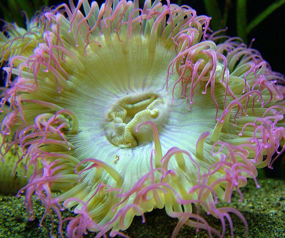 Anemon agregat berumur panjang (commons.wikimedia.org/David Davies)