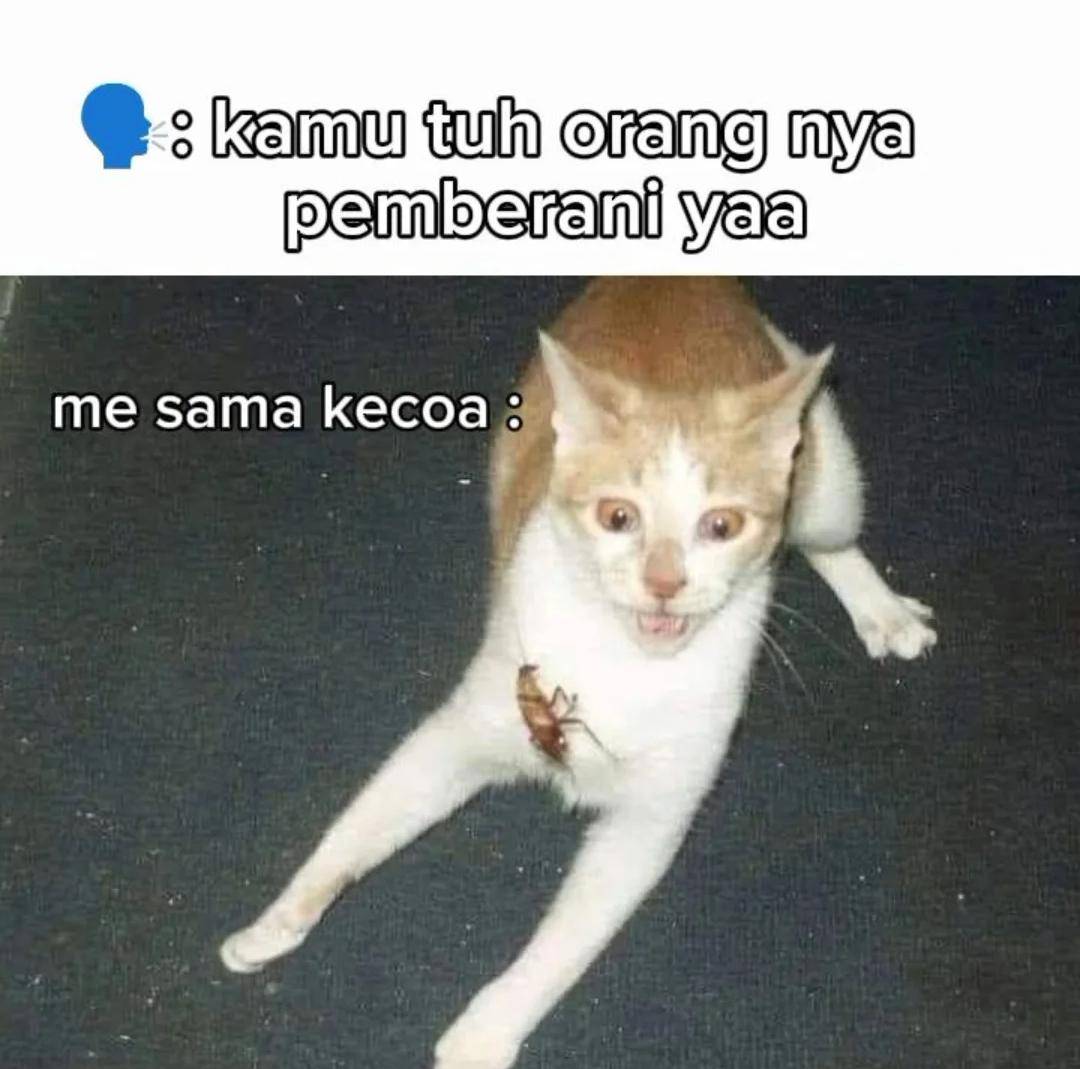 meme takut