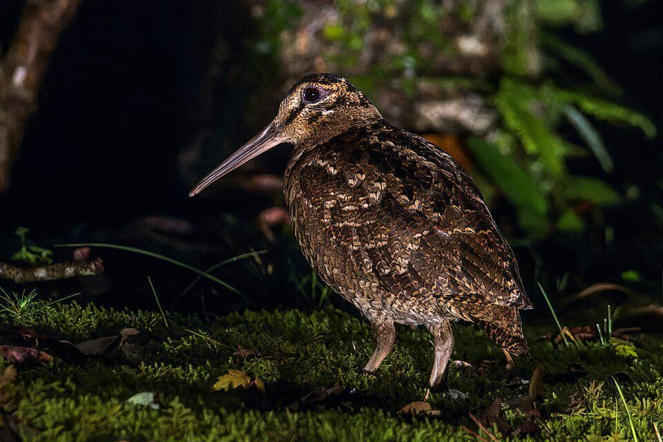 5 Fakta Berkik Gunung Amami, Punya Paruh Panjang yang Menarik