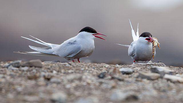 Burung An arctic (commons.wikimedia/AWeith)