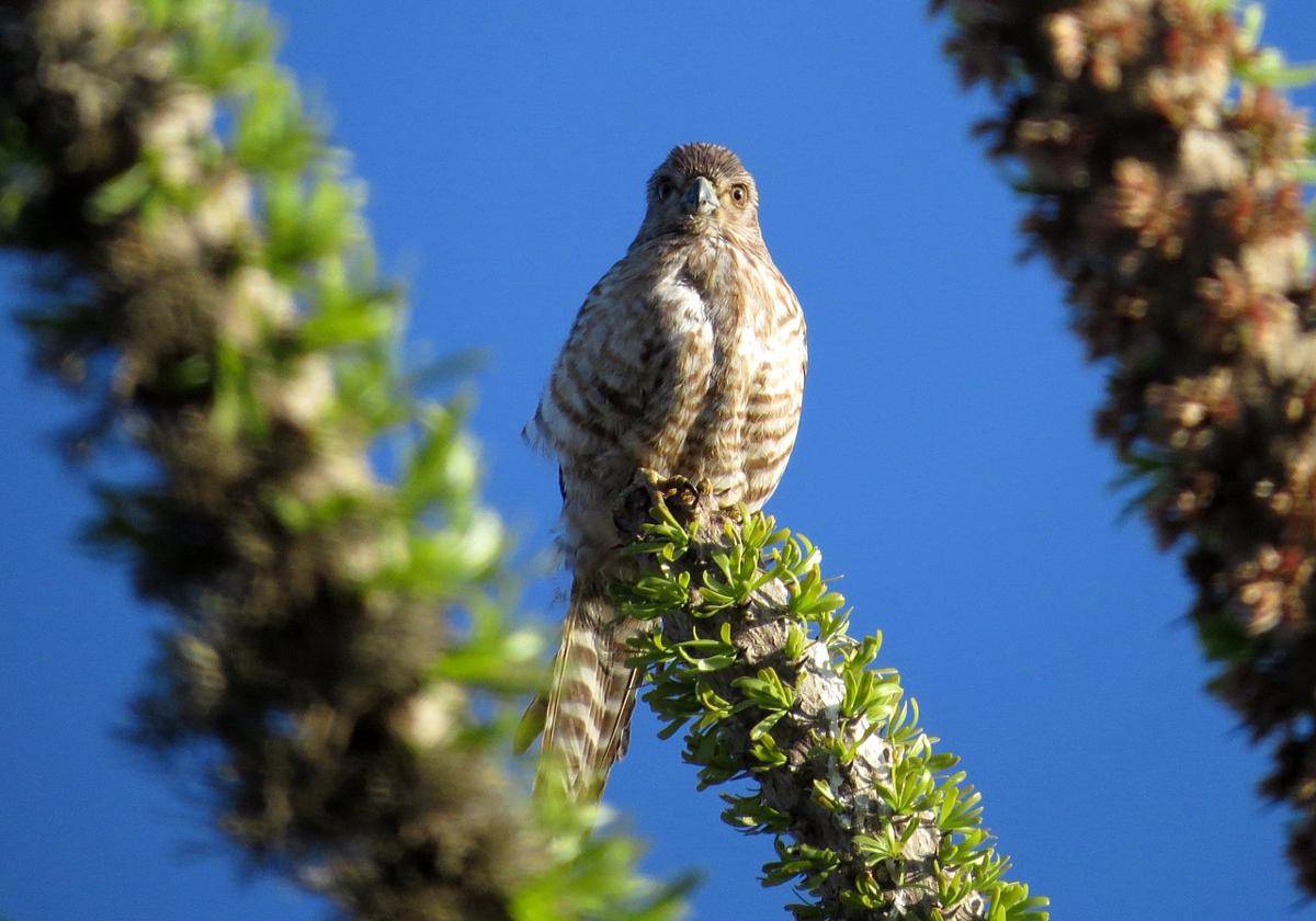 ilustrasi banded falcon