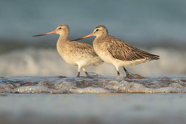Burung Bar-tailed Godwit (commons.wikimedia/JJ Harisson)