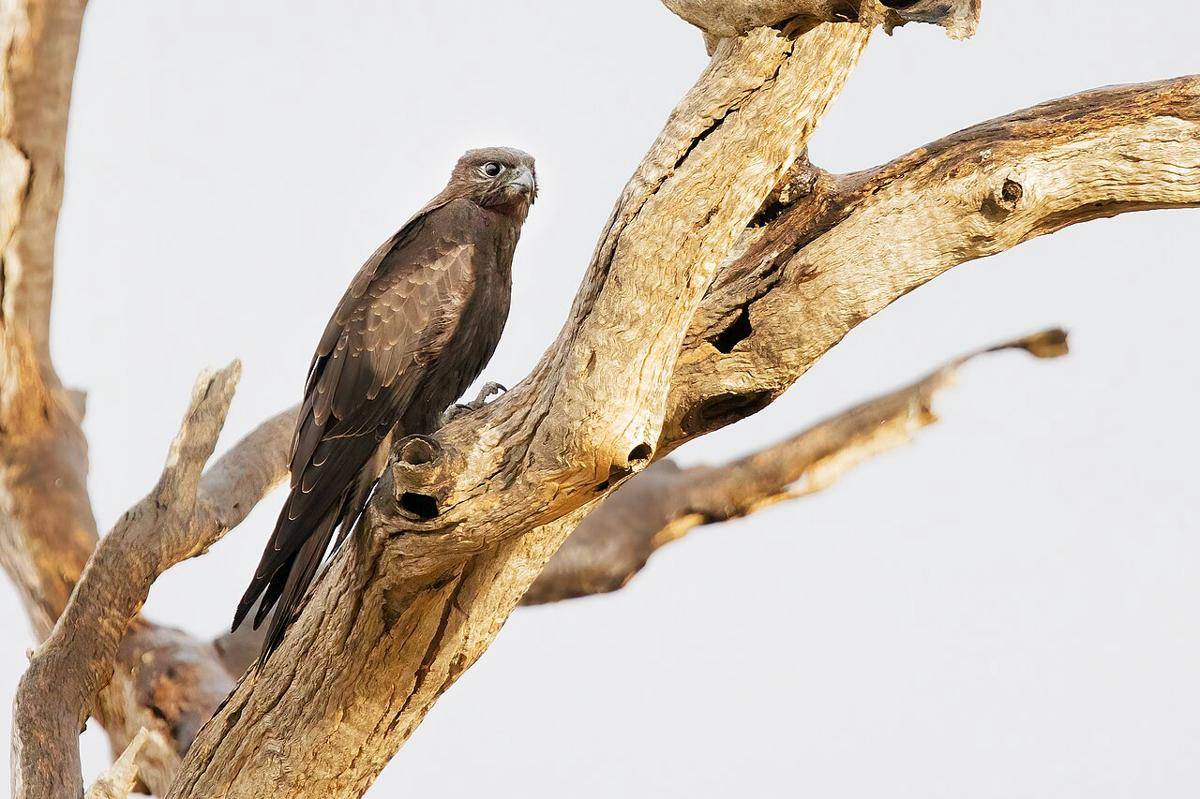 ilustrasi black falcon