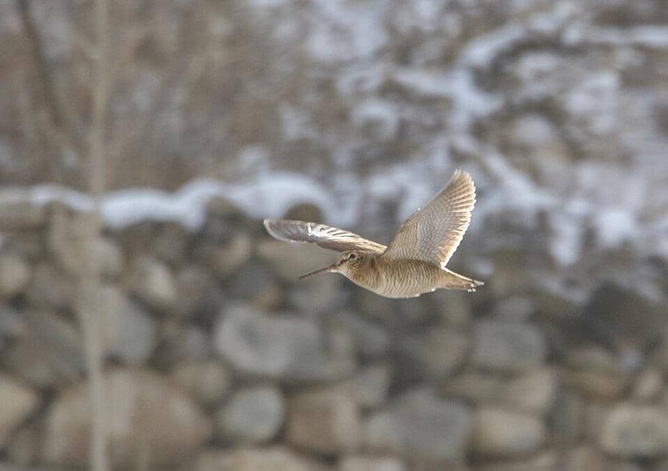berkik-gunung erasia saat sedang terbang