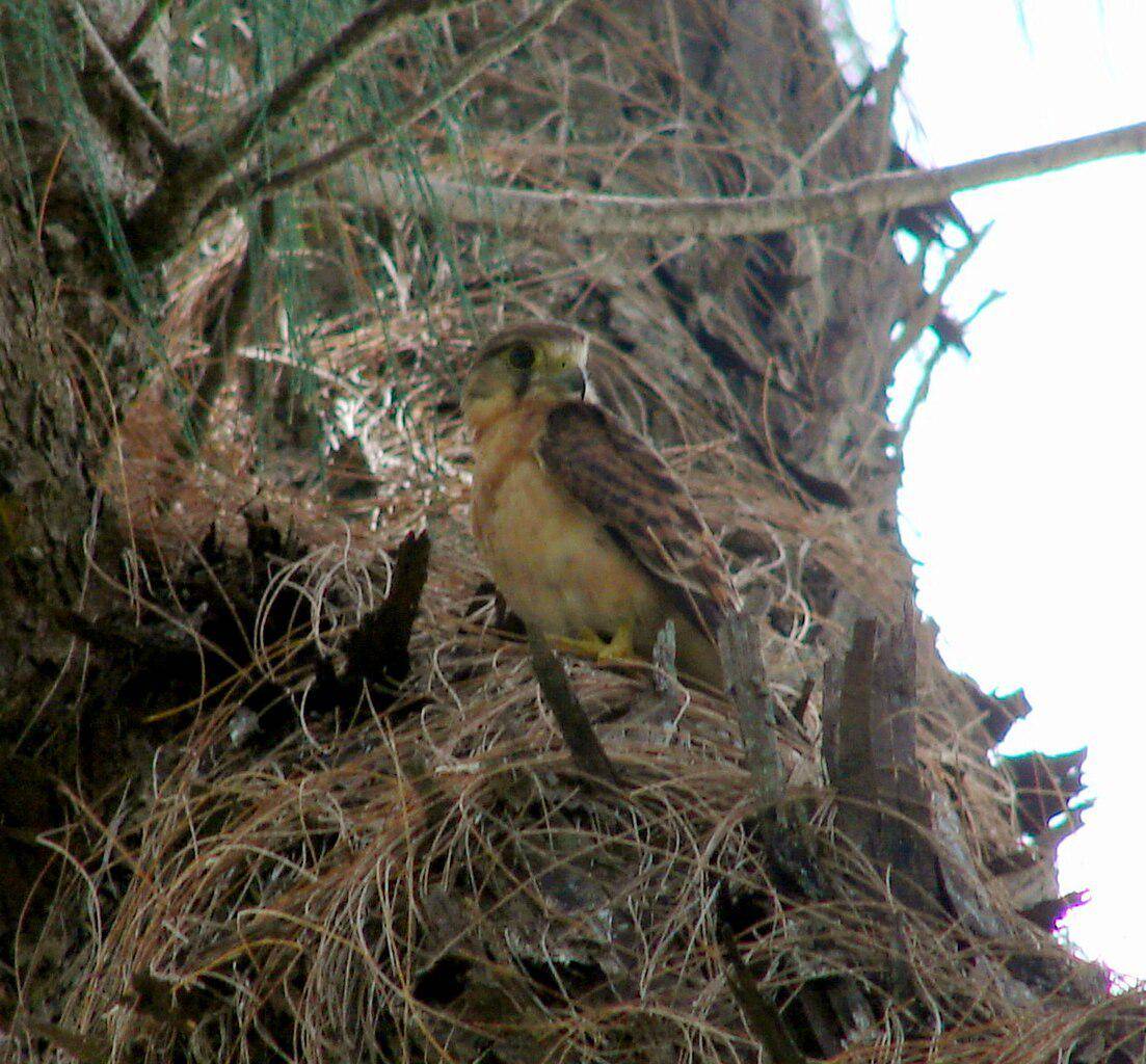 ilustrasi seychelles kestrel