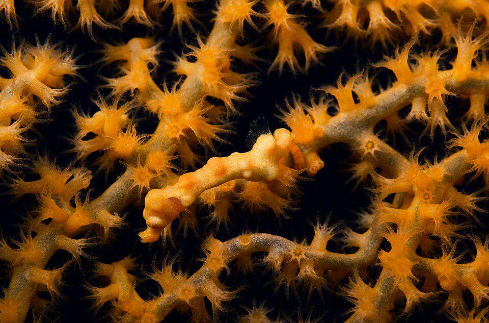 kuda laut kerdil Denise di Karang Asem, Bali (commons.wikimedia.org/prilfisf)