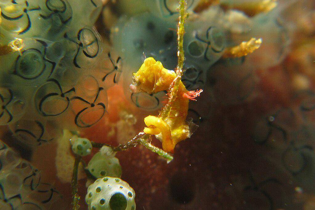 kuda laut kerdil Pontoh di perairan Manado (commons.wikimedia.org/prilfish)