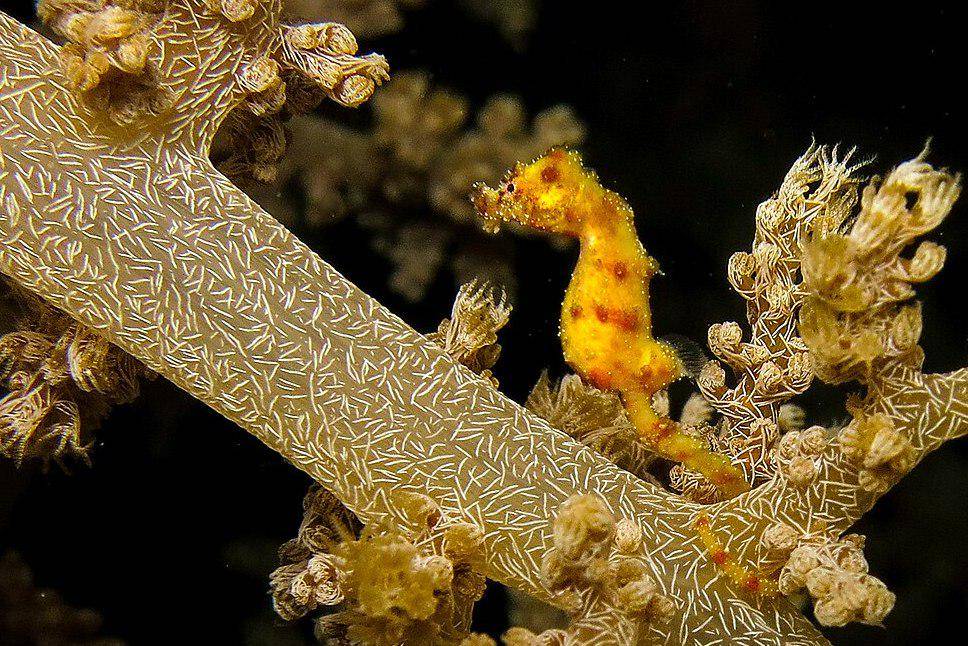kuda laut kerdil walea di Kepulauan Togean, Sulawesi Tengah (commons.wikimedia.org/Reto Pieren)