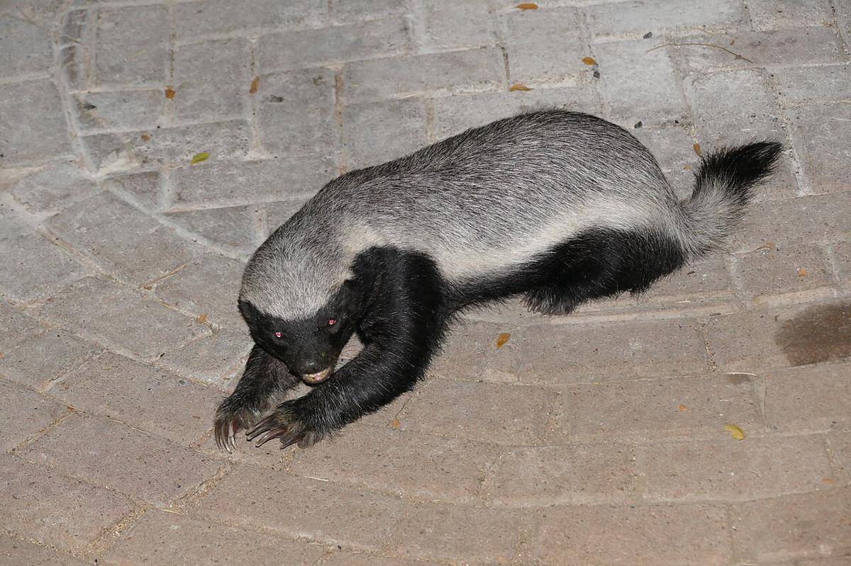 honey badger (commons.wikimedia.org/Bernard DUPONT)