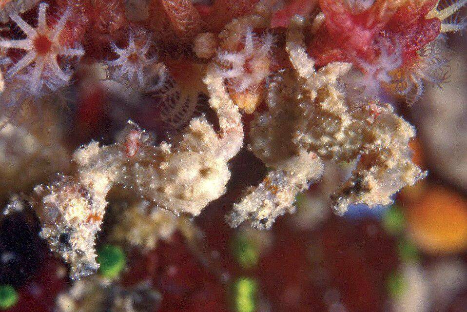 kuda laut kerdil Satomi di terumbu karang (commons.wikimedia.org/John Sear)