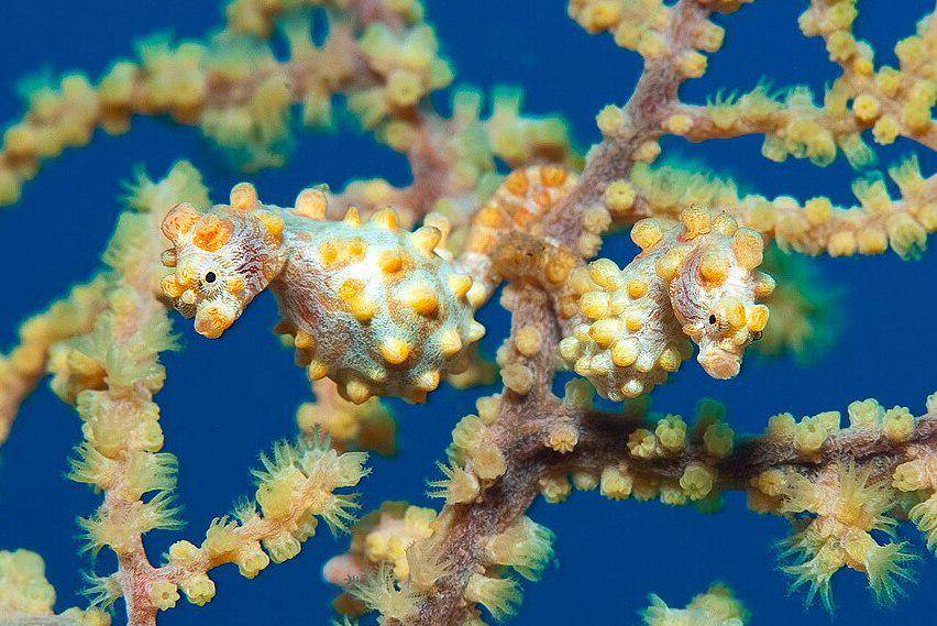 kuda laut kerdil Bargibant varian kuning di Teluk Lembeh (commons.wikimedia.org/Ingvar Eliasson)