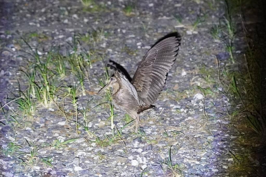 berkik gunung amami sedang mengepakkan sayap (inaturalist.org/clurarit)