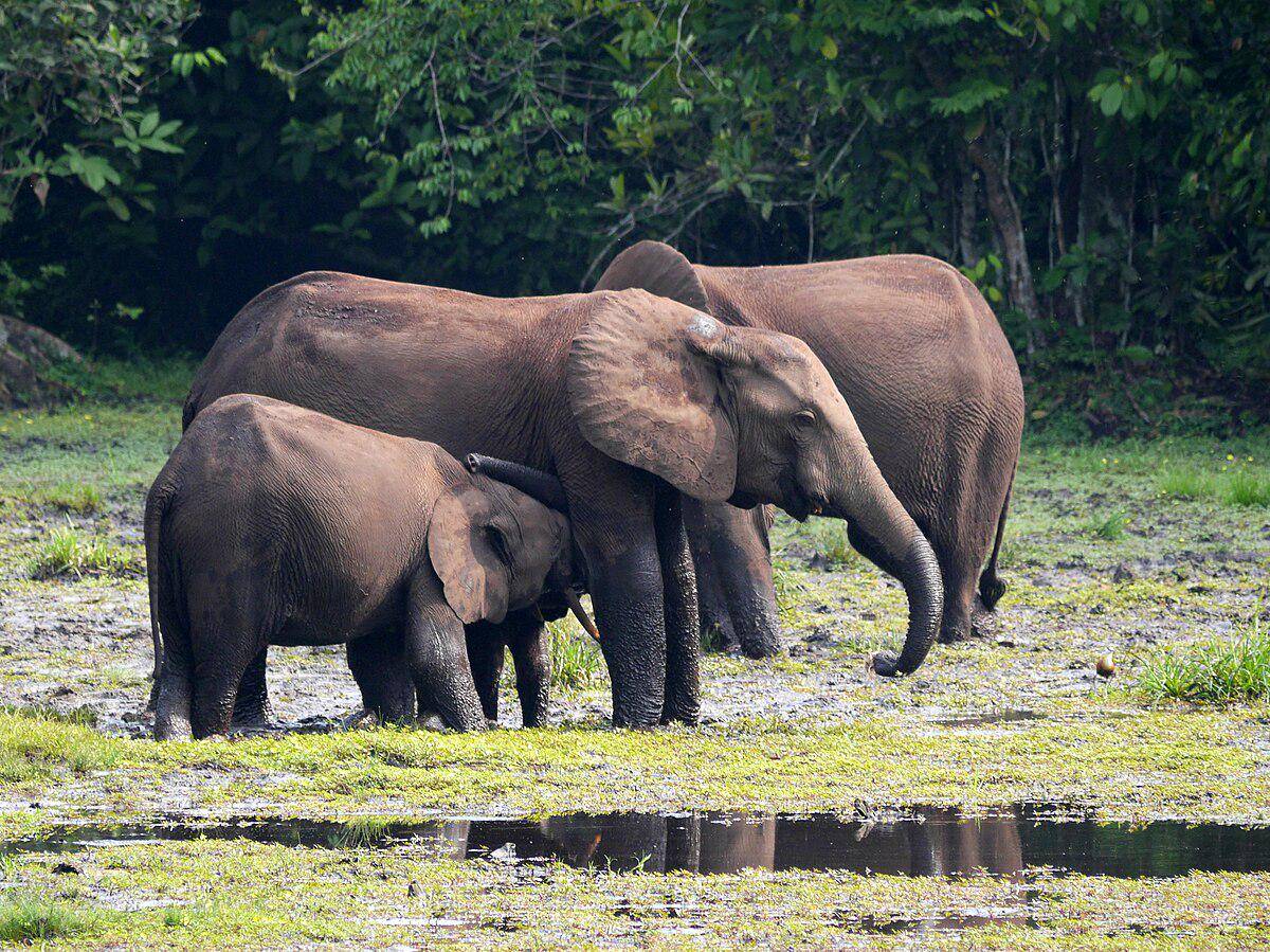 potret sekelompok gajah hutan di Taman Nasional Odzala-Kokoua (commons.wikimedia.org/Matt Muir)