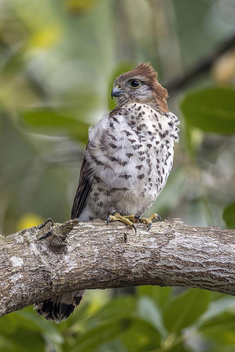 ilustrasi mauritius kestrel