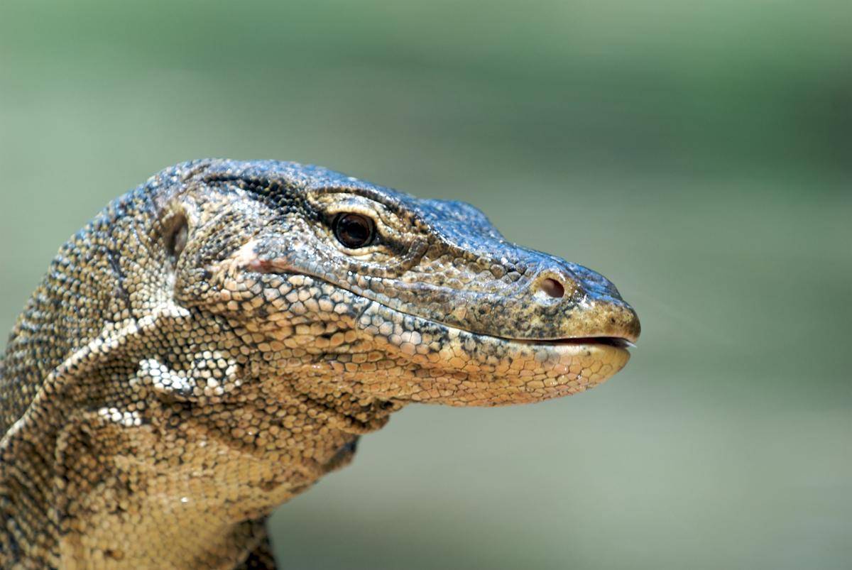 biawak (commons.wikimedia.org/Peter Gronemann)