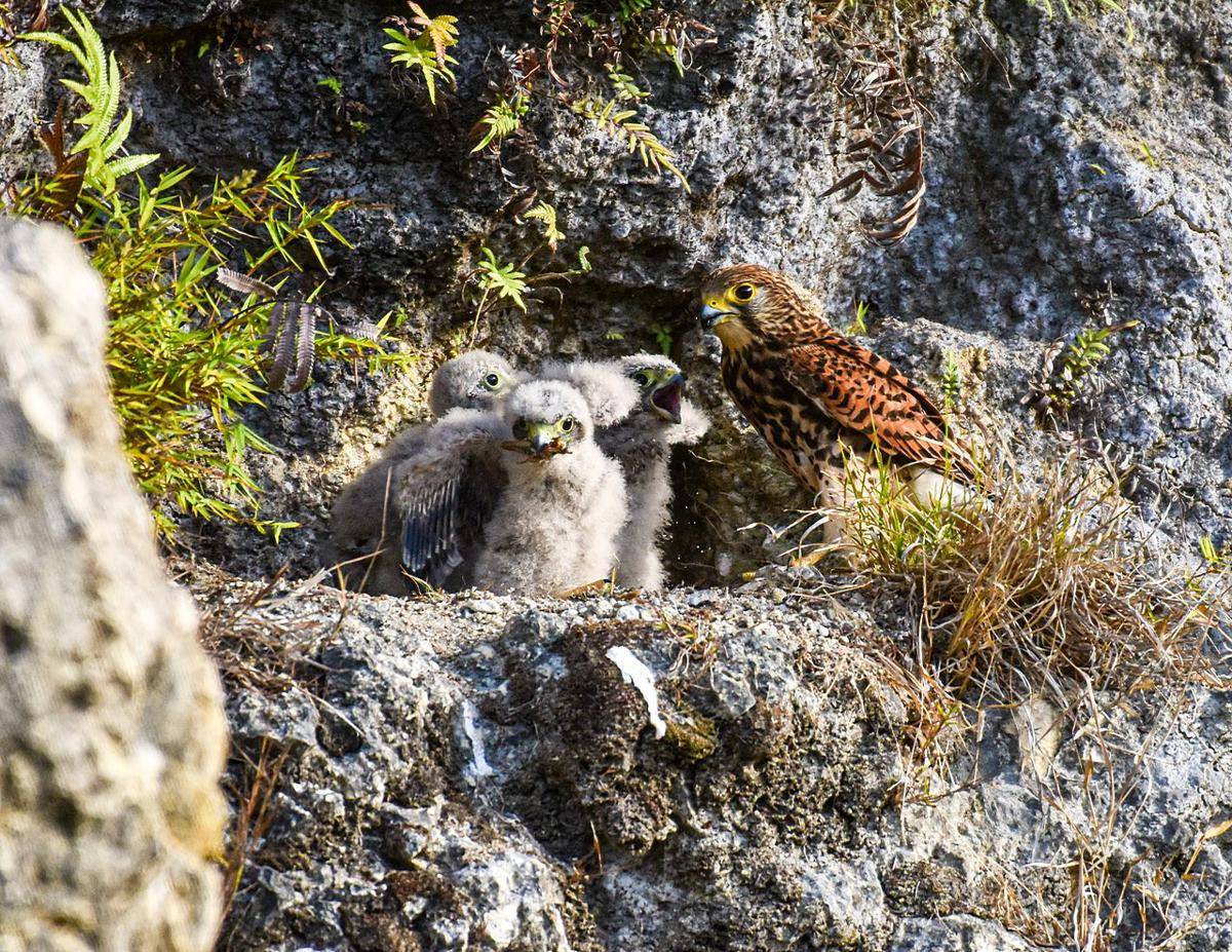ilustrasi spotted kestrel