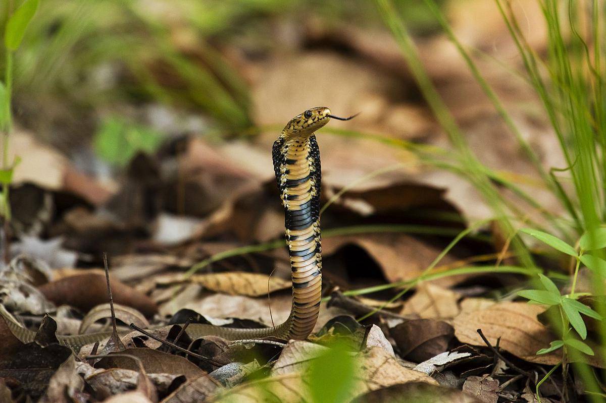 ular kobra (commons.wikimedia.org/i_c_riddell)