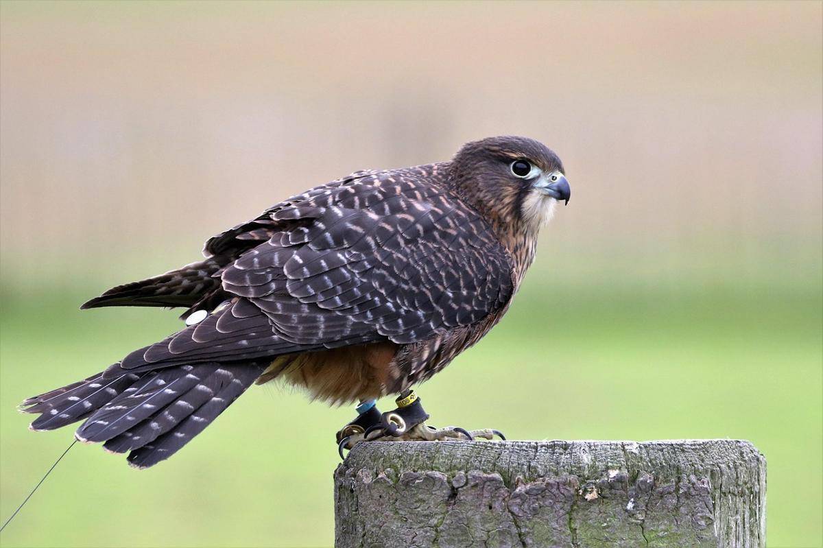 ilustrasi new zealand falcon